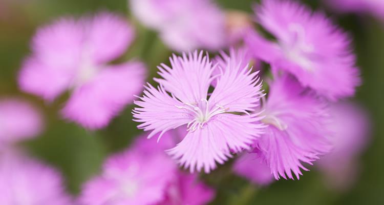 なでしこの画像